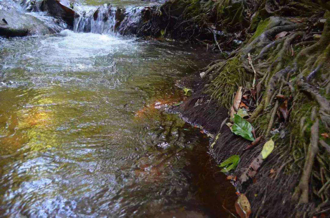 2022年銅箐河古樹春茶口感？