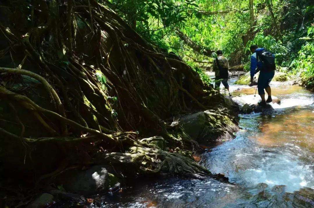 2022年銅箐河古樹春茶價(jià)格？