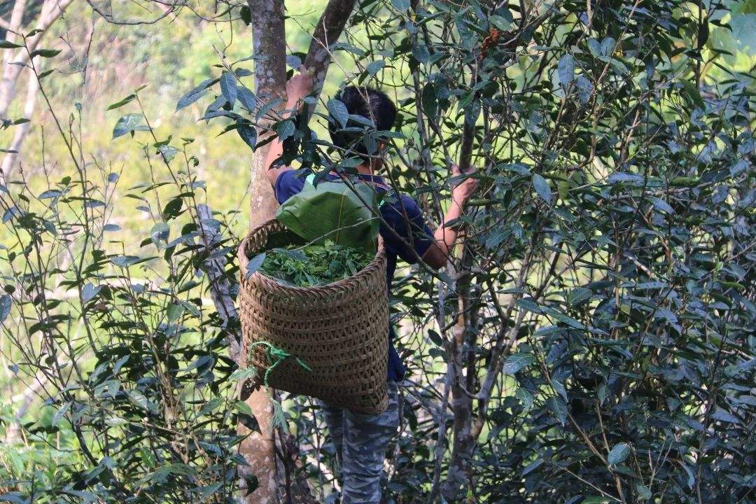 2022年百花潭古樹(shù)春茶特點(diǎn)？