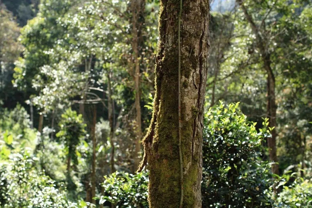 2022年百花潭古樹春茶口感？