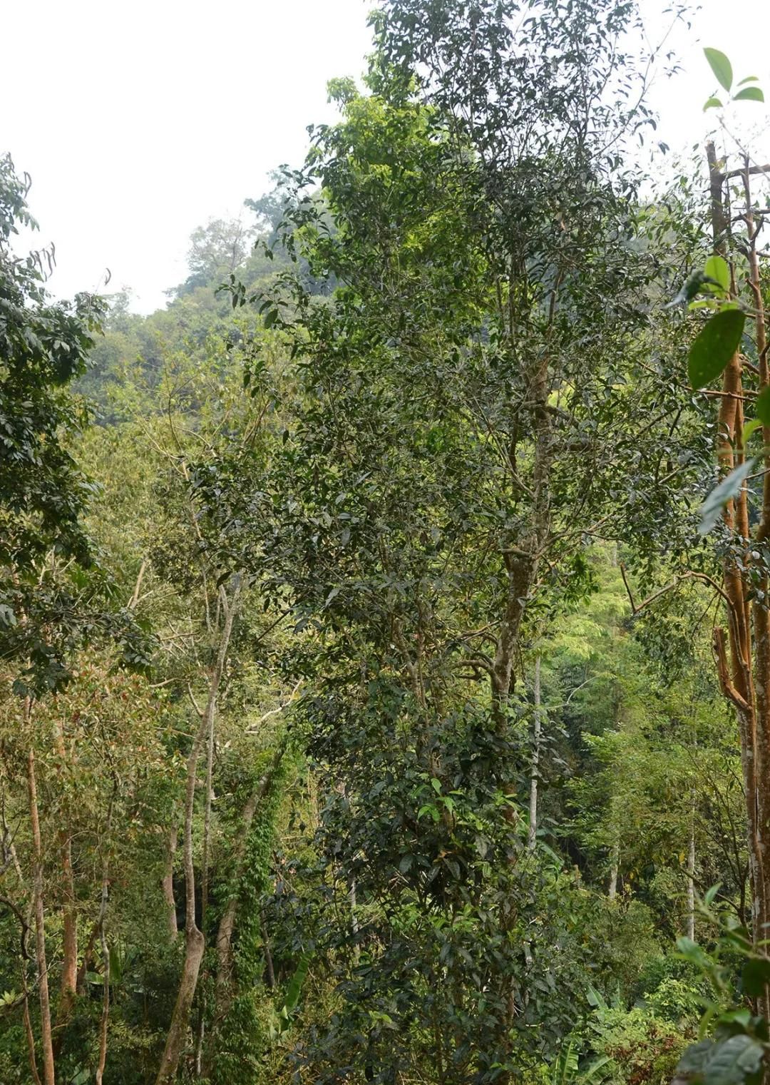 2022年百花潭古樹春茶價格？