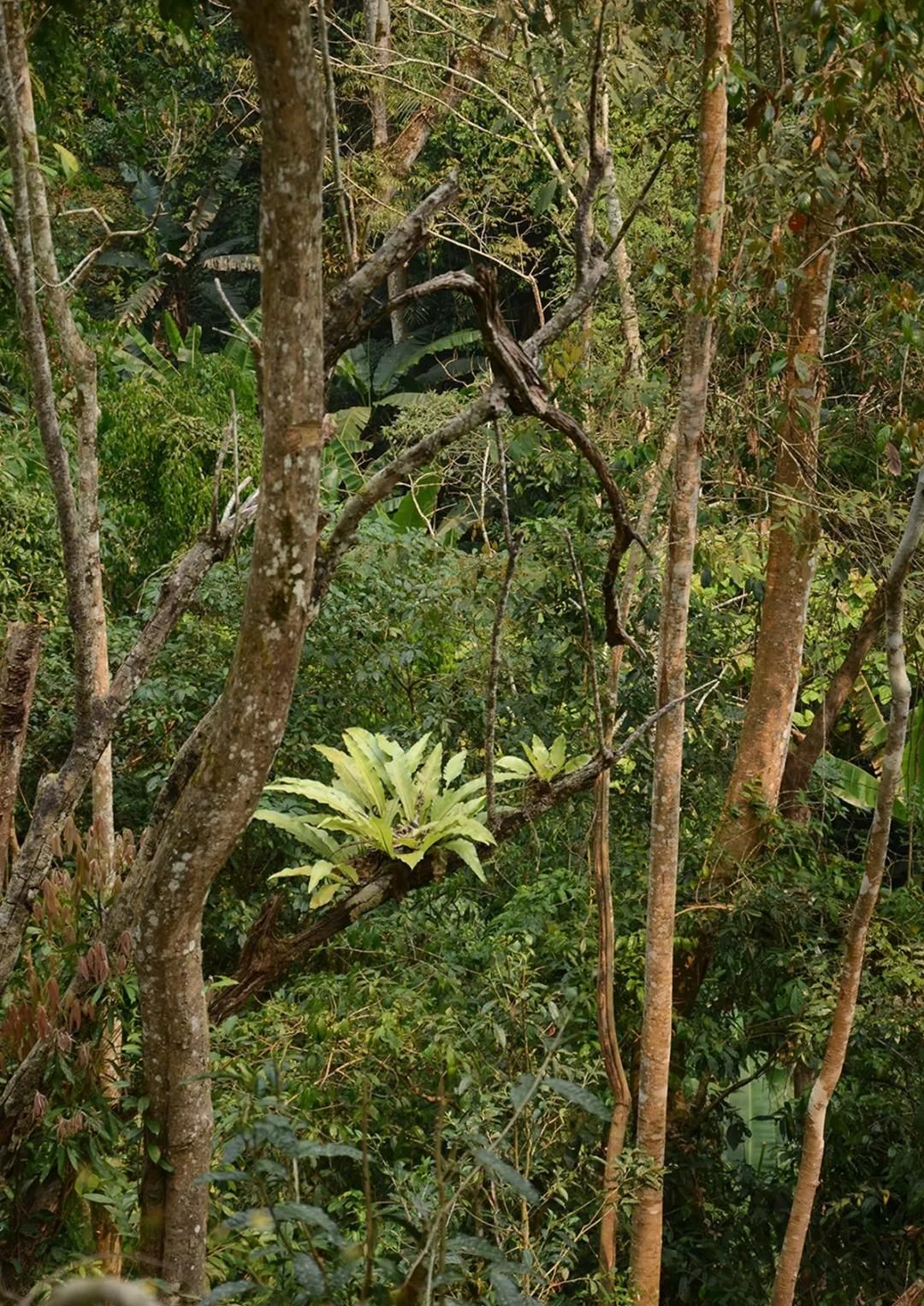 2022年百花潭古樹春茶多少錢一公斤？