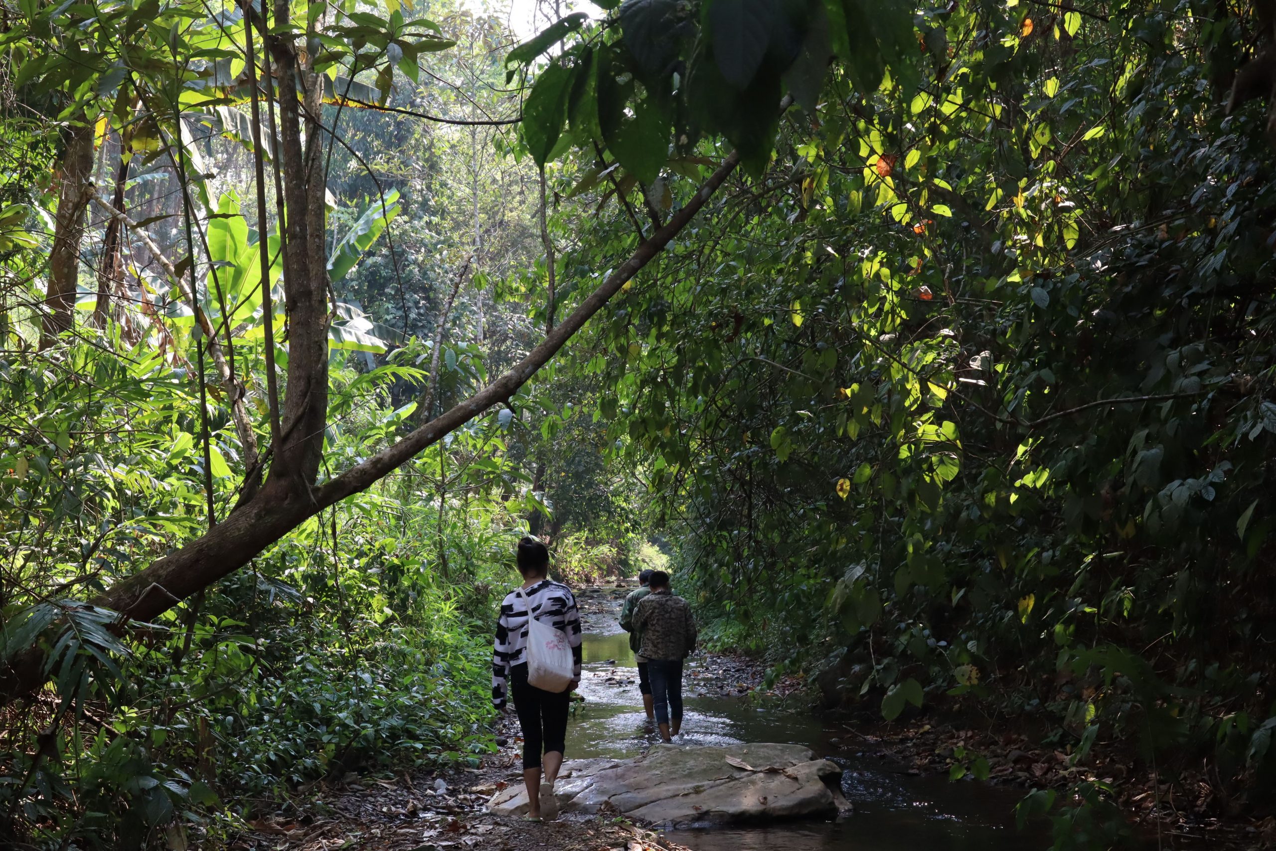 2022年蟒蛇箐古樹春茶口感？