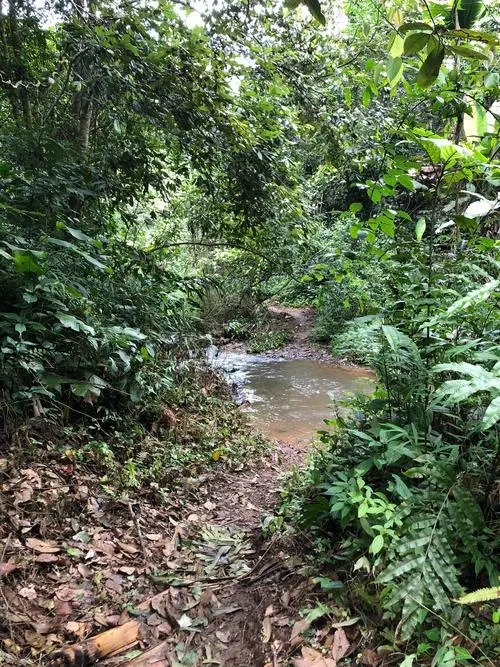 2022年蟒蛇箐古樹春茶價(jià)格？