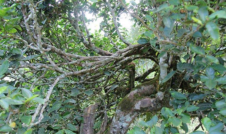 2022年倚邦曼拱古樹春茶特點(diǎn)？