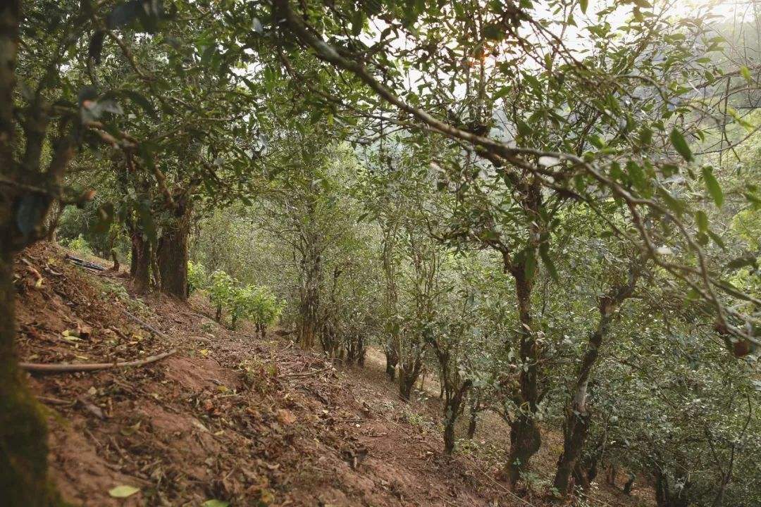 2022年倚邦曼拱古樹春茶口感？