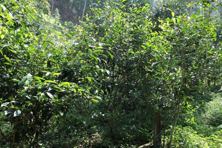 2022年倚邦曼拱古樹春茶價(jià)格？