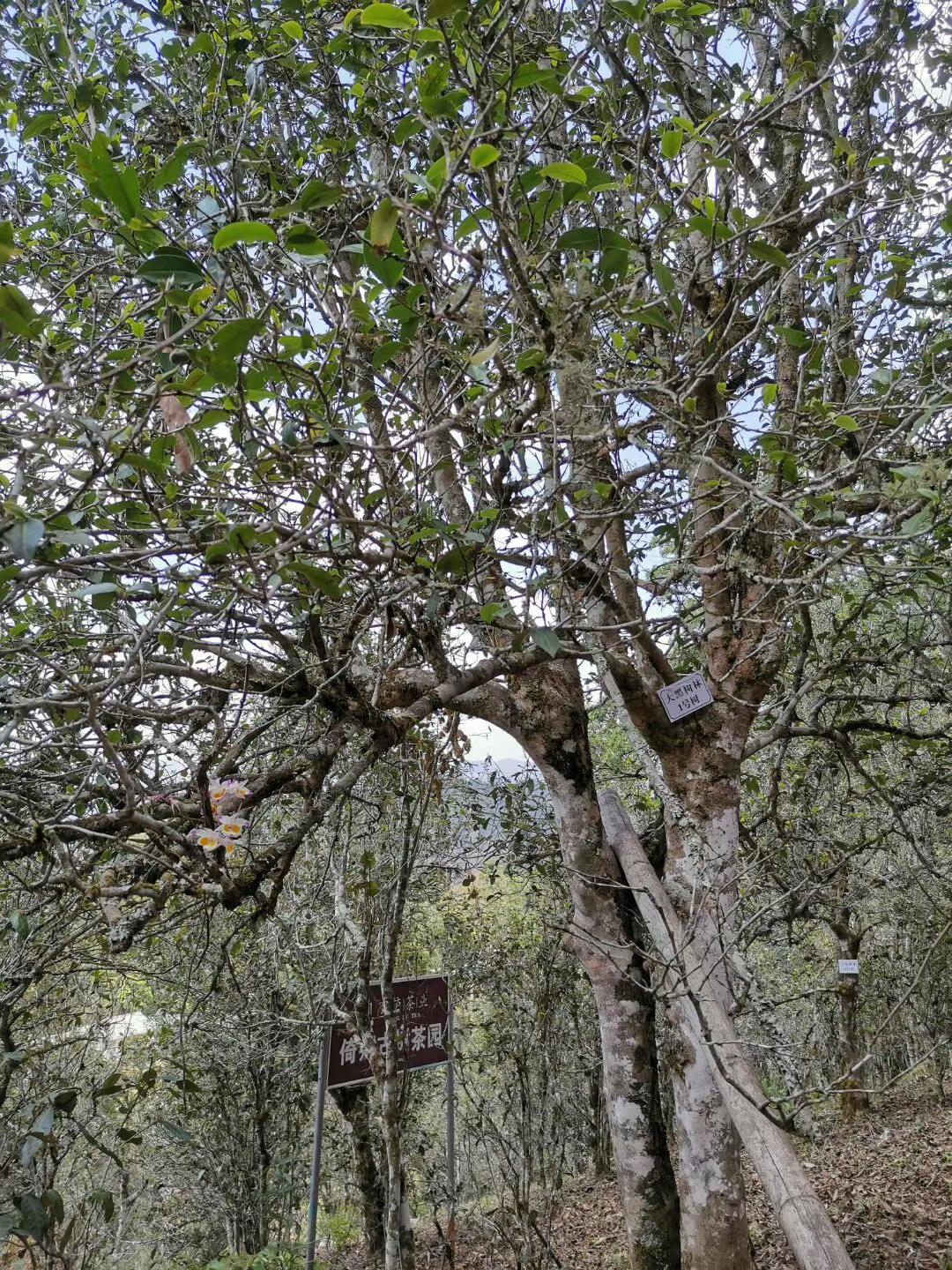 2022年大黑樹林古樹春茶特點？