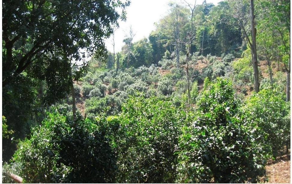 2022年大黑樹林古樹春茶口感？