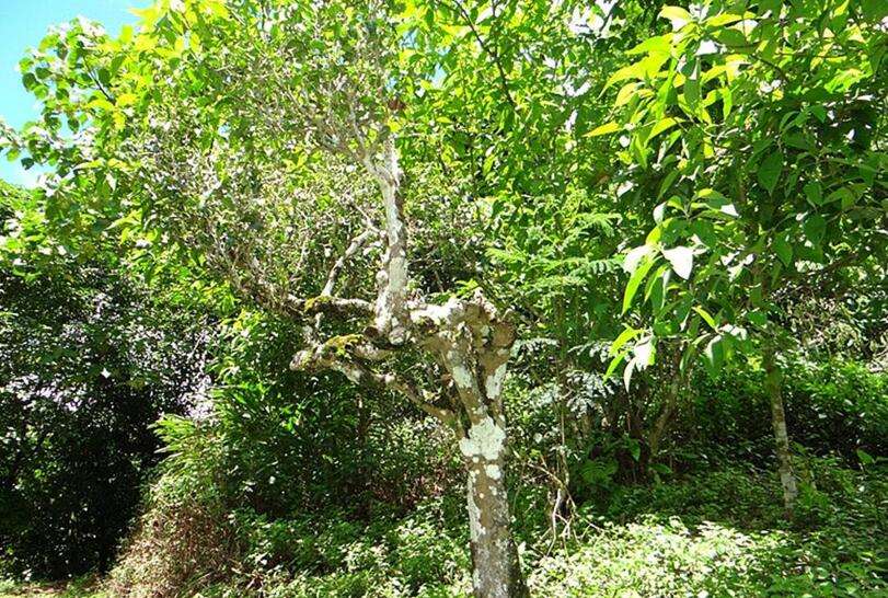 2022年大黑樹林古樹春茶價格？