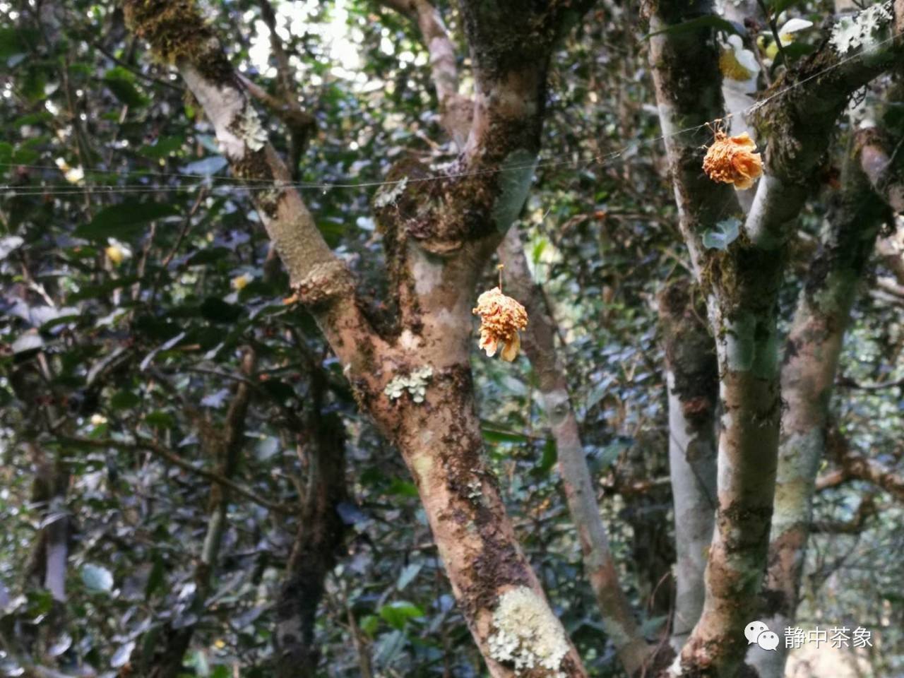 2022年大黑森林古樹春茶多少錢一公斤？