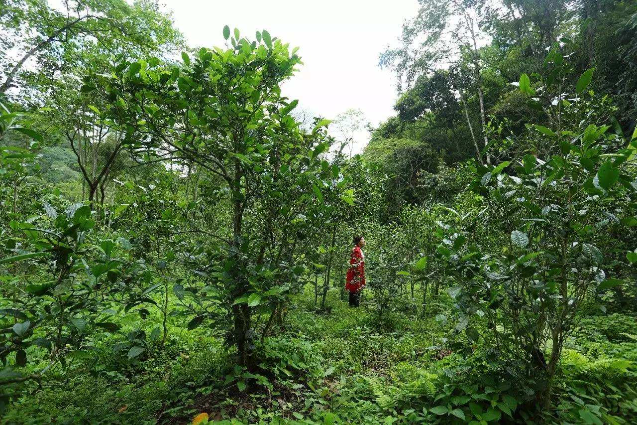 2022年曼松古樹春茶口感？