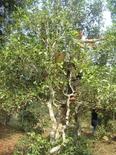 2022年蠻磚古樹春茶價格？