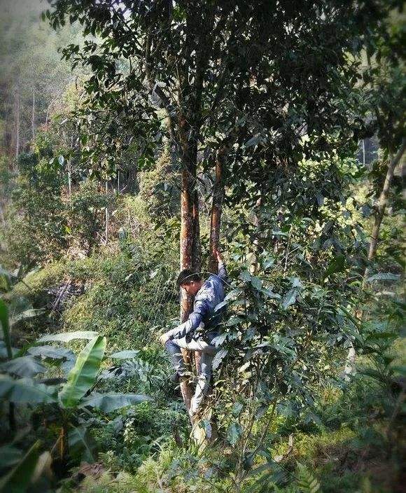 2022年桃子寨古樹春茶特點？