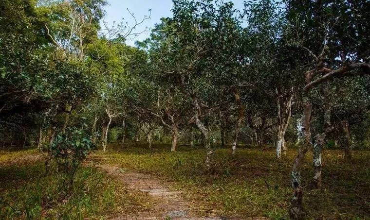 2022年桃子寨古樹春茶價格？