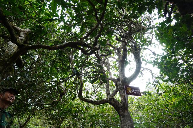 2022年桃子寨古樹春茶多少錢一公斤？