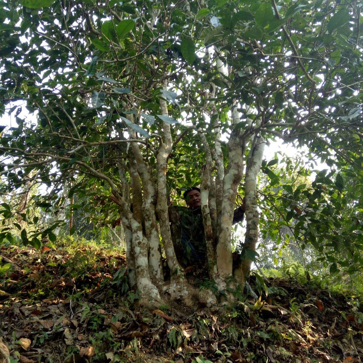 2022年蠻磚瓦龍古樹春茶特點(diǎn)？