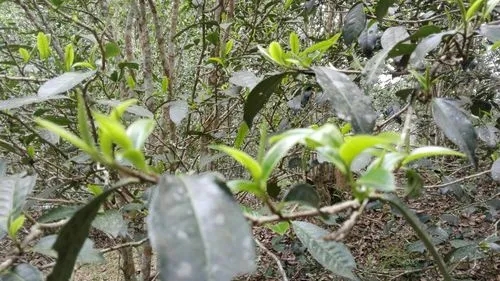 2022年蠻磚瓦龍古樹春茶口感！