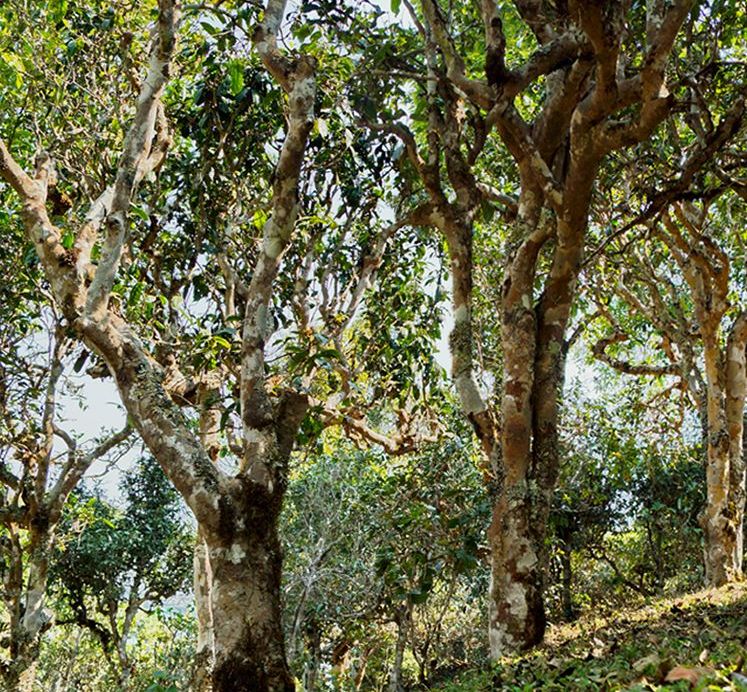 2022年蠻磚瓦龍古樹春茶價(jià)格？