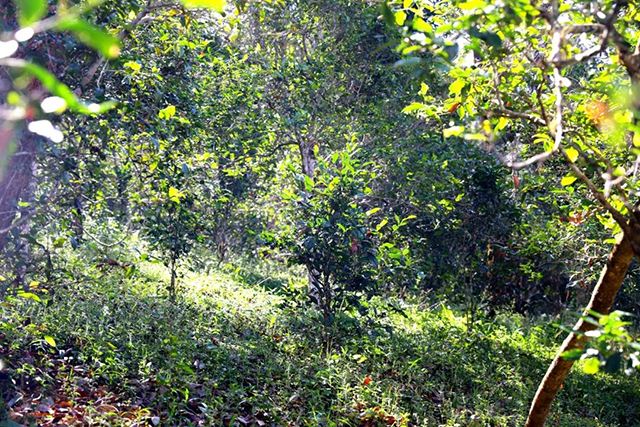 2022年革登古樹春茶價格？