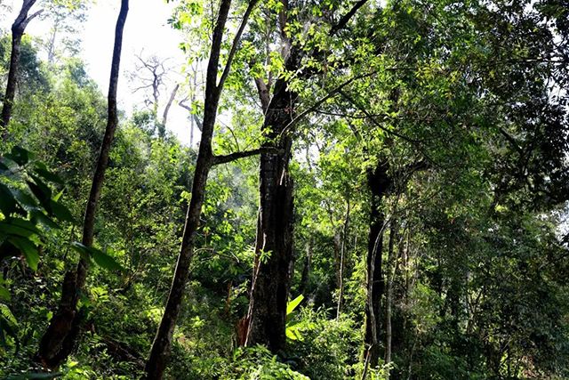 2022年革登古樹春茶，可飲可藏的絕佳茶品