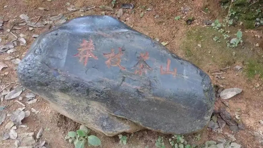 2022年莽枝古樹春茶特點？