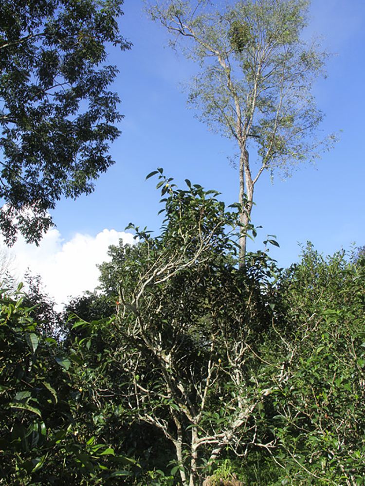 2022年莽枝古樹春茶口感？