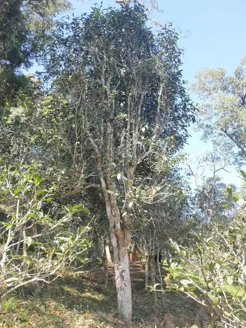 2022年莽枝古樹春茶多少錢一公斤？