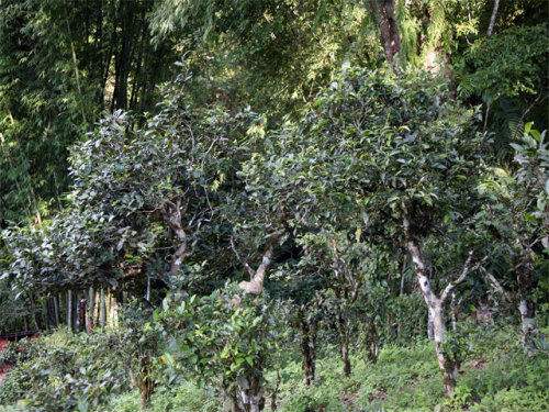 2022年攸樂古樹春茶特點？