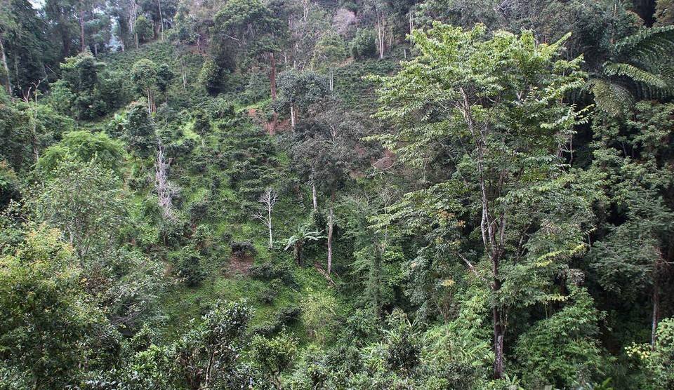 2022年攸樂古樹春茶價格？