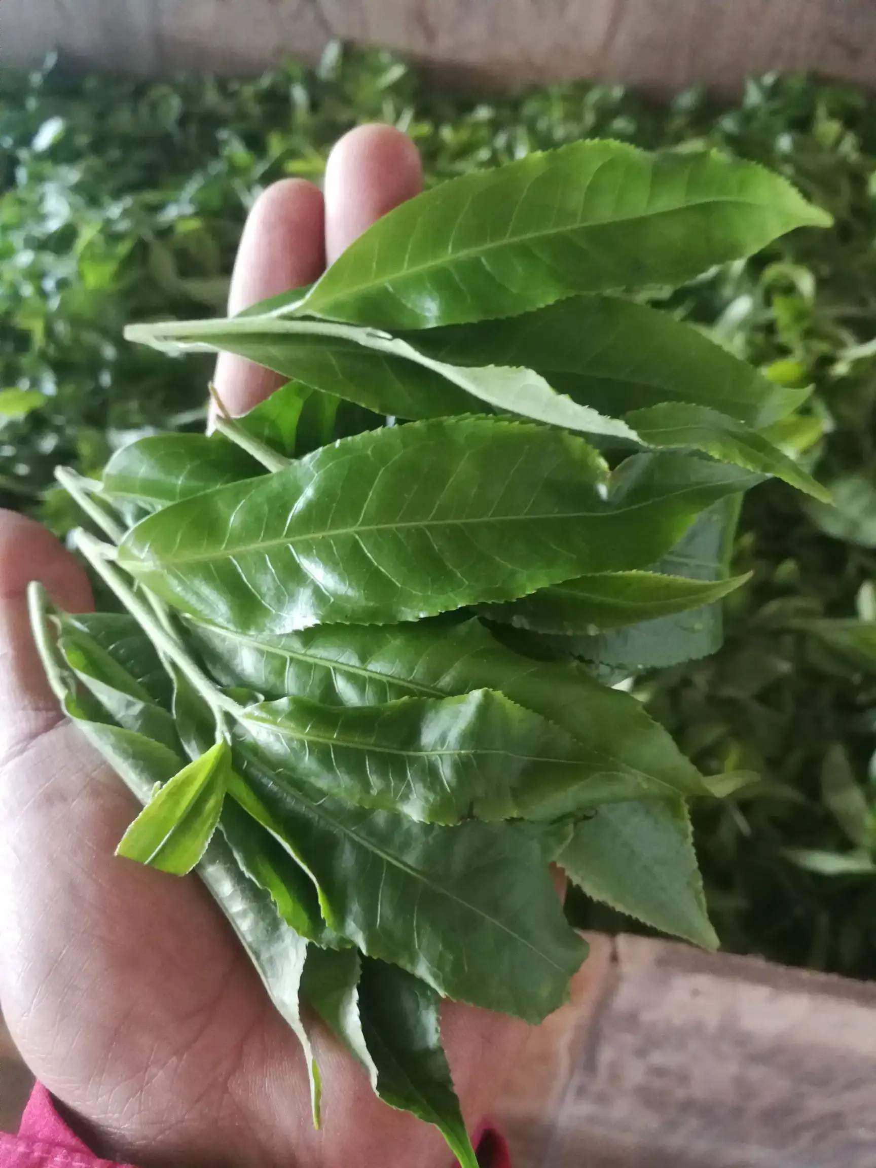 2022年易武曼秀古樹春茶價格?