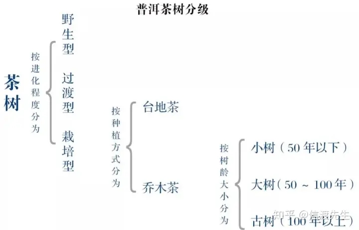 2022年按順序排列普洱茶樹(shù)等級(jí) 怎么分？