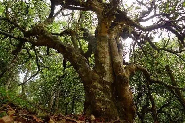 冰島！普洱茶界最有名的山頭，一次性把冰島茶講清楚！