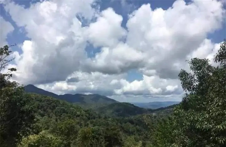 喝普洱茶的人為什么喜歡追山頭？無非就是這幾個(gè)原因