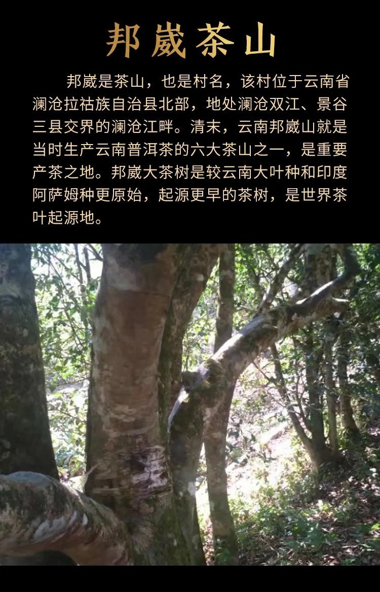 邦威普洱茶怎么樣?