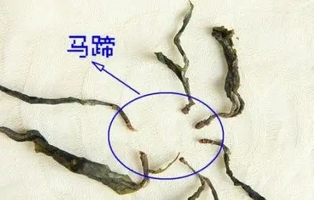 馬蹄竟然還能喝？普洱茶里的馬蹄你有了解過嗎？