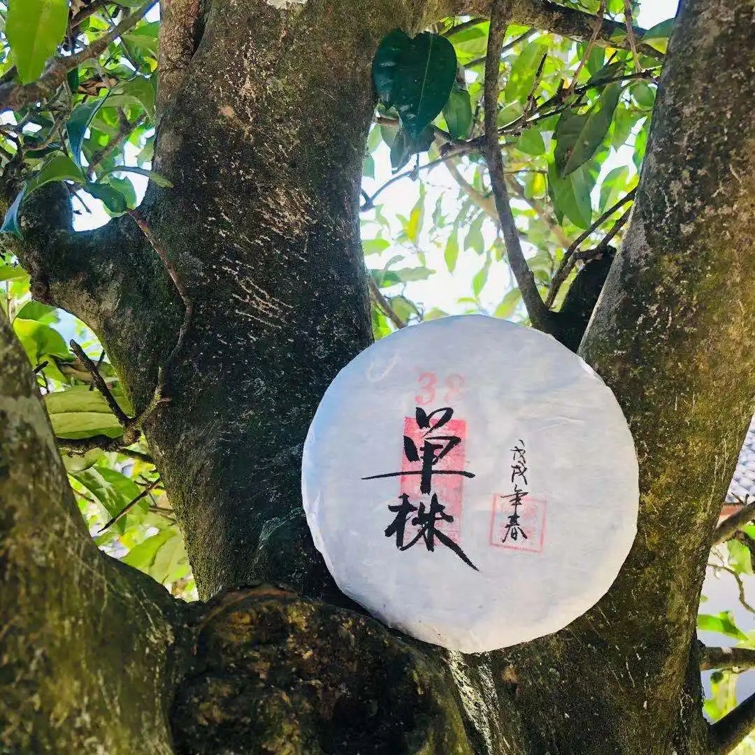 普洱茶單株是什么，好在哪里？