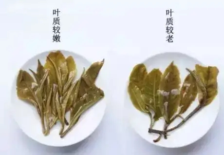 生普？熟普？如何挑選一款普洱茶？