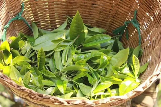 普洱茶3大核心產(chǎn)區(qū)，請好好收藏！