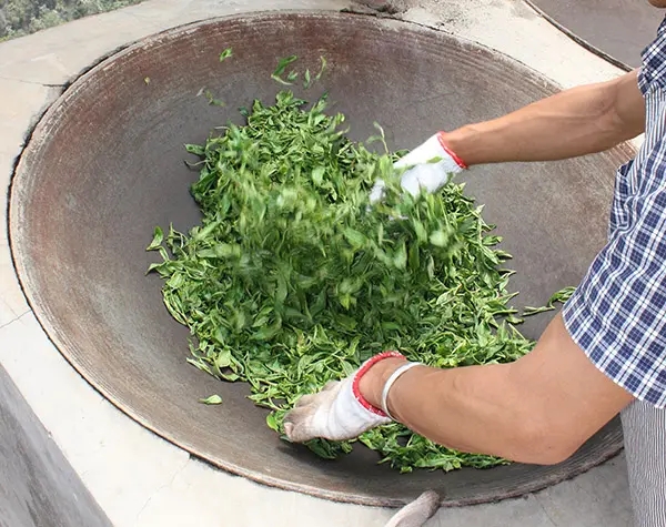 “殺青”是如何影響普洱茶品質(zhì)的?