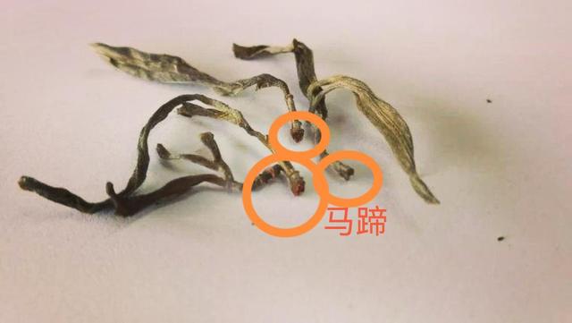 “馬蹄?！倍嗌俑竟?jié)有關(guān)系？