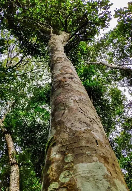 關(guān)于高桿古樹(shù)的秘密‖艱難追逐高桿古樹(shù)茶的普洱茶人