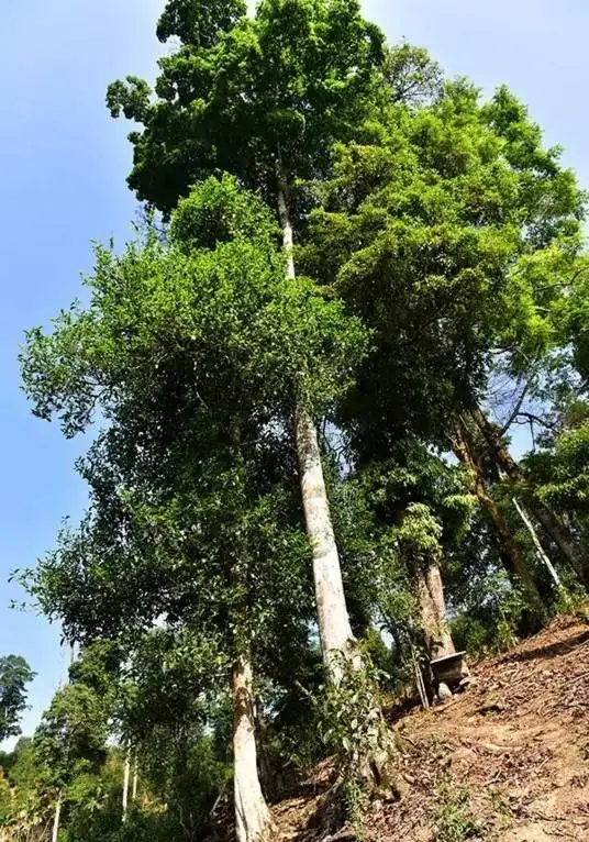 普洱茶概念中的“國有林”、“高桿古樹”是怎么樣的存在？
