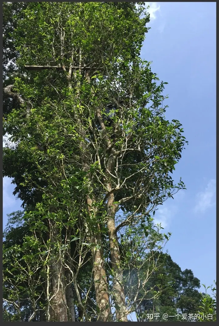 高桿古樹做成的普洱茶，憑什么紅遍大江南北？