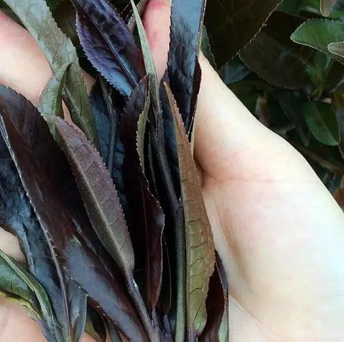 普洱茶中有一種叫“紫芽茶”的是怎么回事？