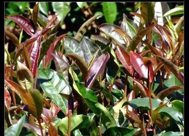 紫芽普洱茶真的都很珍貴嗎？這篇文章說到你心坎上了