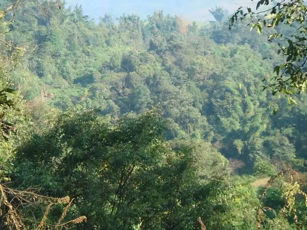 茶山紀(jì)實(shí)：再進(jìn)犀牛塘，不一樣的感覺；菁瑤可以預(yù)見的豐收年