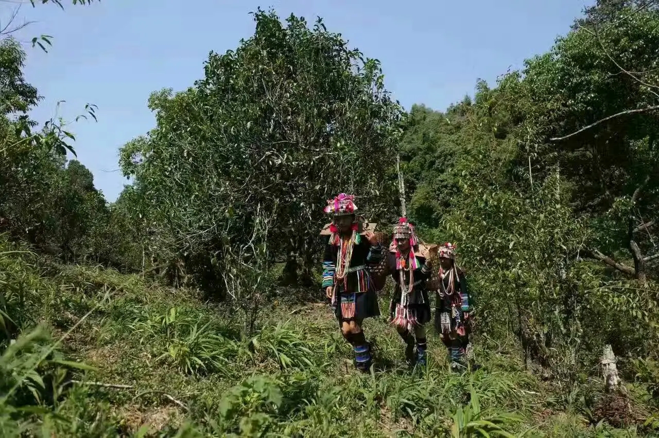 【好茶知味】南糯山石頭老寨拔瑪古樹：醇柔之質(zhì)，綿遠(yuǎn)之韻