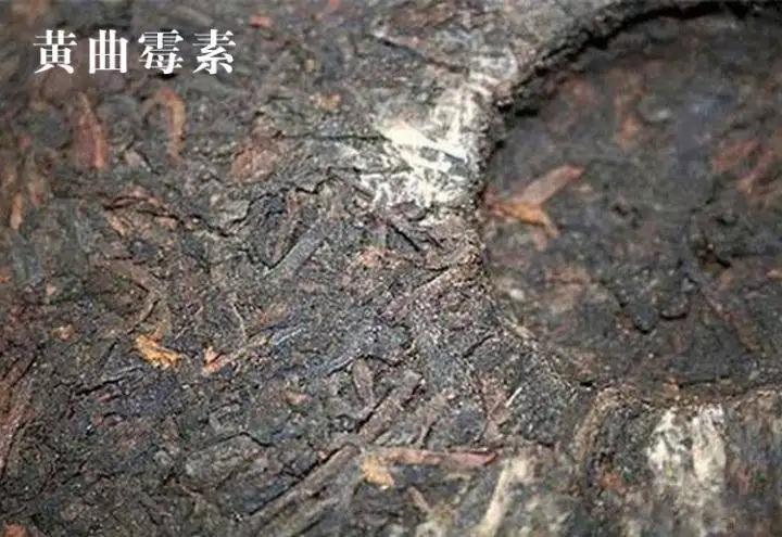 普洱茶有黃曲霉毒素，喝了會致癌？不黑不吹，咱用事實說話