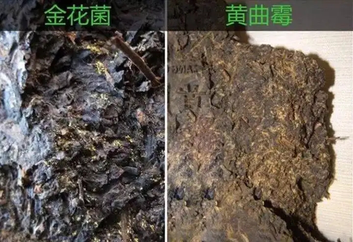 從普洱茶致癌論說開，再談普洱茶與黃曲霉毒素的關(guān)系。